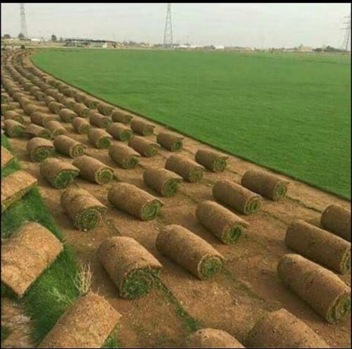 العشب الطبيعي