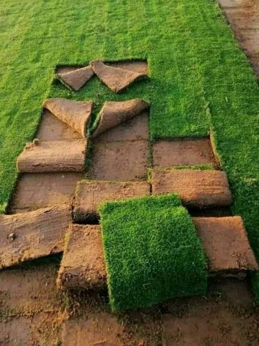 يوجد حشيش طبيعي للبيع