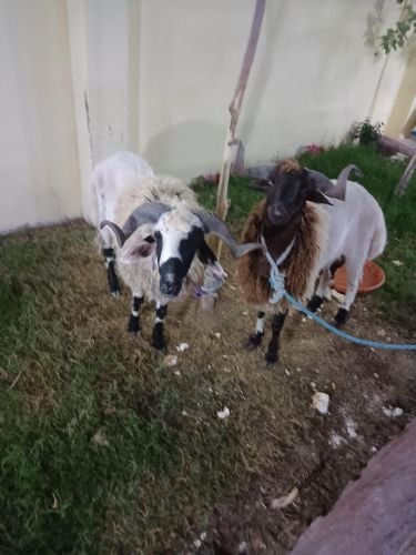 قصاب الاعياد والمناسبات