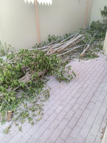 تقطيع أشجار ونخل وعشب وتنسيق
