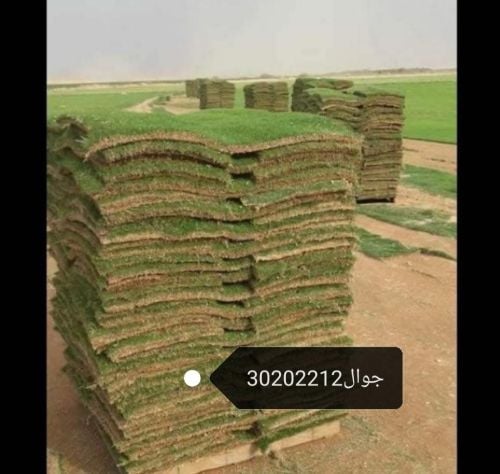 يوجد حشيش طبيعي للبيع