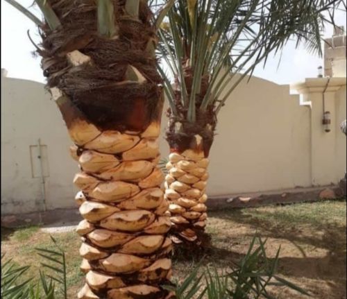 تكريم وتنظيف ورش النخيل