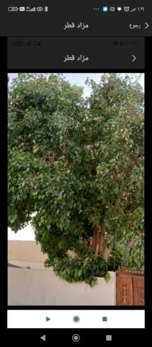 نقوم بعمل قطع الاشجار