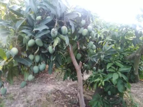 مزارع حدائق ومقطع الأشجار وزراعة