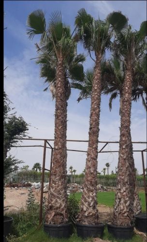 نخل واشنطنيو