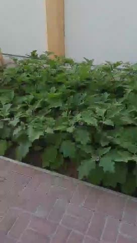 مزارع