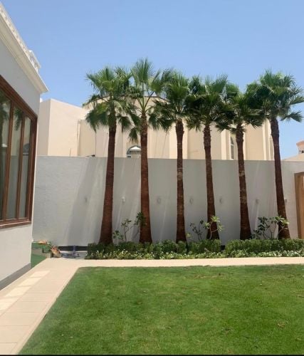 نخيل الزينه