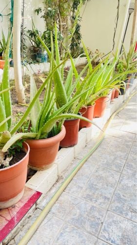 aloe Vera plants