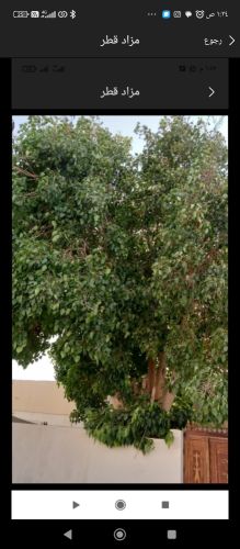 مزارع مقطع اشجار