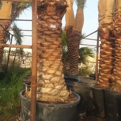 برحى نخيل