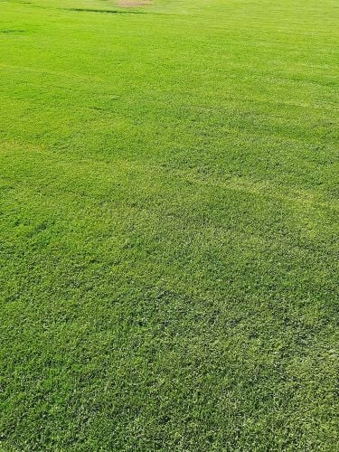 زراعه جميع انواع العشب الطبيعى٠٠