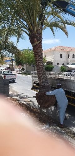 قلع النخل ونقله وزرعه