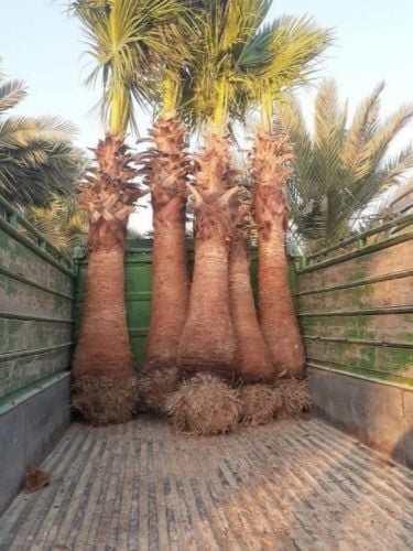 الواشنطنيو نخيل