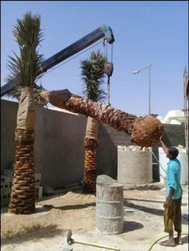 قلع النخيل ونقلة