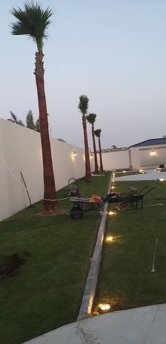 نخل مثمر ونخل واشنطنيو