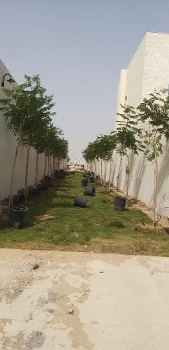 زراعه وديكور