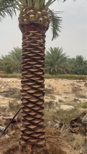   خلع النخيل ونقله 