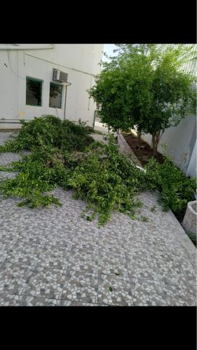 قطع لا شجار رزاعه النخيل 