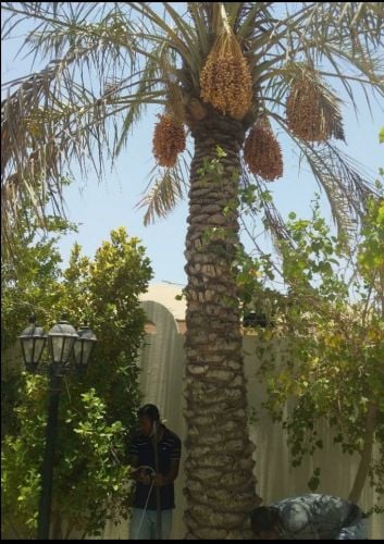 قطع الأشجار ونقل النخيل وزراعته