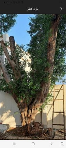تقطيع وإزالة الأشجار