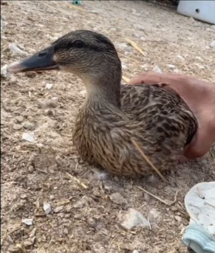 البط الططيارررر