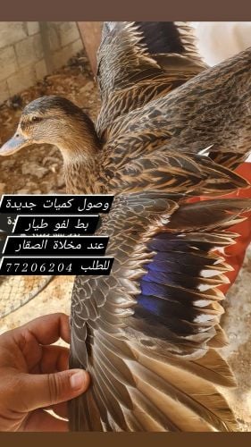 بط لفو طيار قوي
