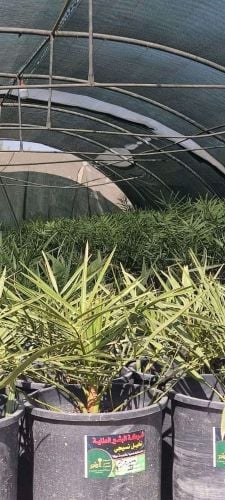 جميع  انواع الشتل والنخل