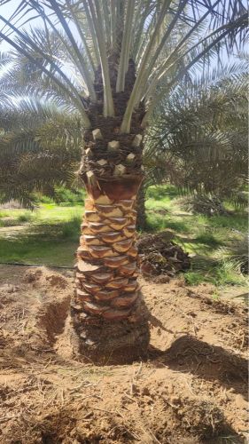 خلع النخيل ونقله 