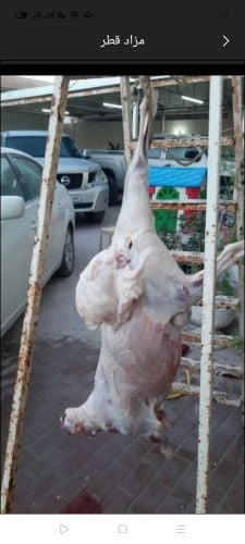 قصاب