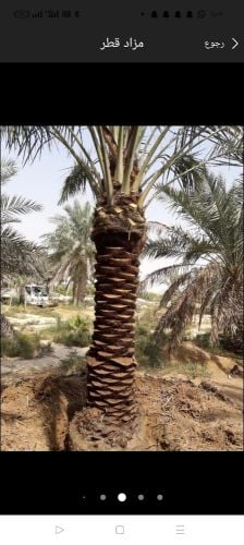 قطع الأشجار وزراعه النخيل