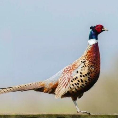 فزن طيار قوي