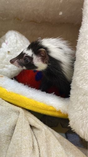 Libyan weasel