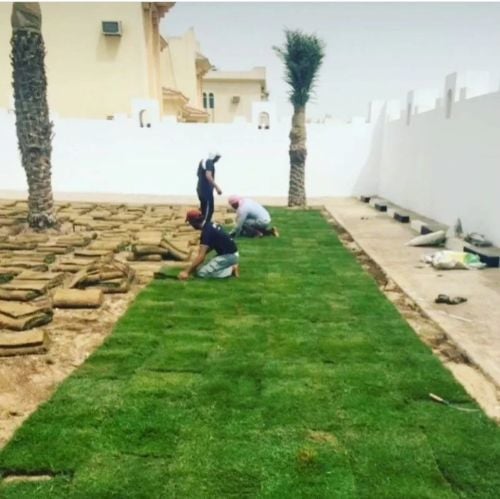 العشب الطبيعي