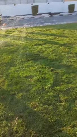 زراعه العشب الطبيعي