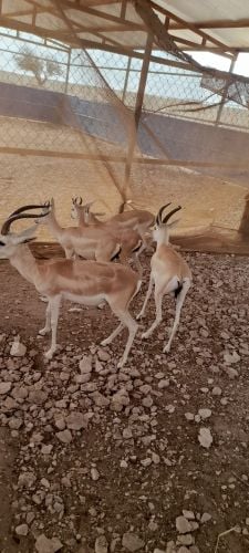 غزلان الريم العربي ذكور