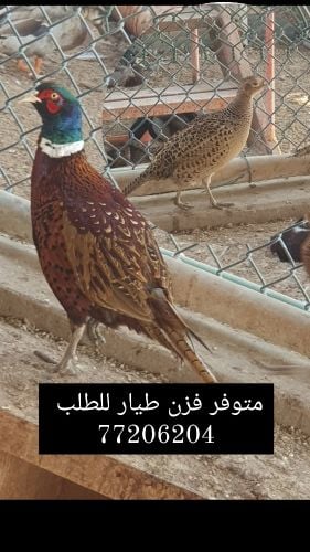 فزن طيار