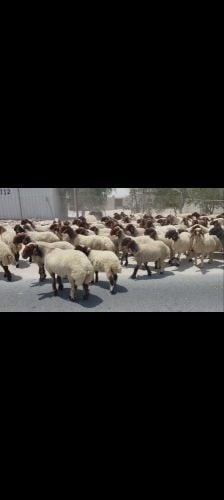 مطلوب غنم سوريه