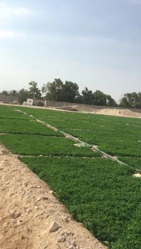 استصلاح المزارع وزراع الجد