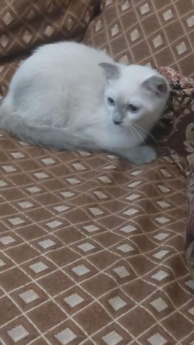 ليلي