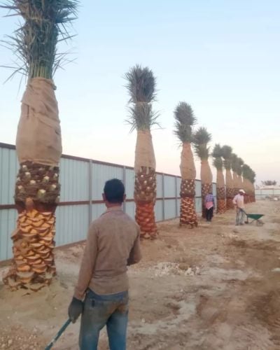 زراعه النخيل والأشجار