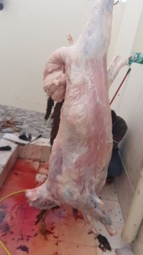 قصاب خرفان على الشريعة الإسلامية