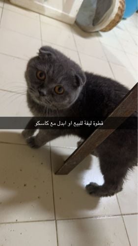 راشد