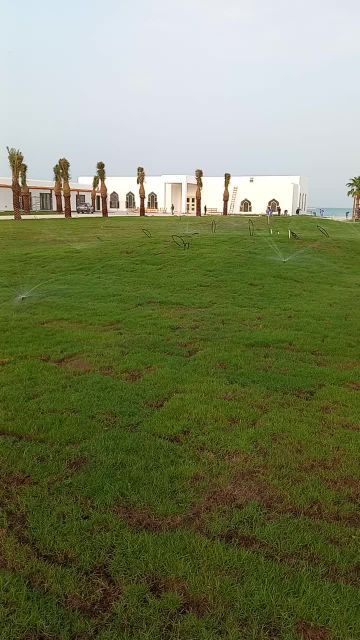 زراعه العشب