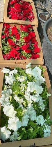 مزارع لتنسيق الحدائق وصيانه