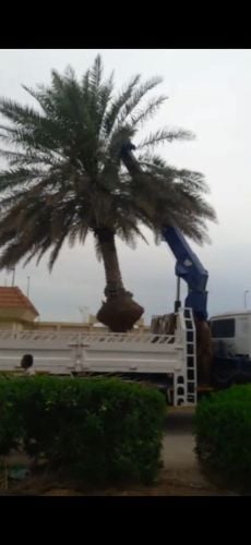 تقريب ونخيل