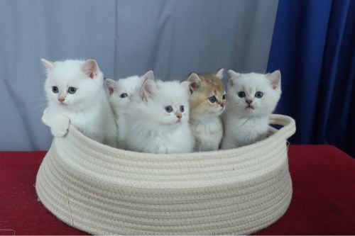 British Shorthair TOP QUALITY