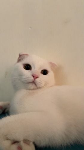 سكوتش فولد