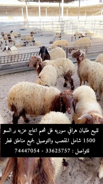 للبيع هرافي سورية انتاج عزبه بر