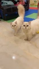 سكوتش ستريت