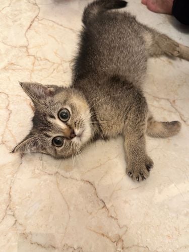 Scottish Cat Female 